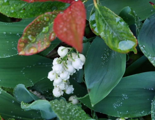 Online Talk: Lily-of-the-valley Customs: A Window on France