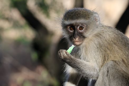 'They're eating the dogs, they're eating the cats!'